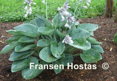 Hosta Gentle Giant