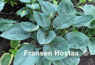 Hosta Gentle Giant