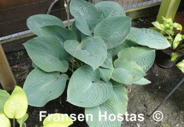 Hosta Gentle Giant