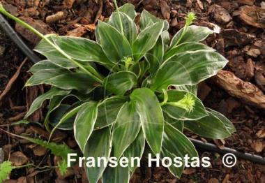 Hosta Gentle Spirit