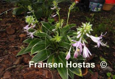 Hosta Gentle Spirit