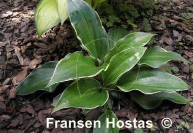 Hosta Gentle Spirit