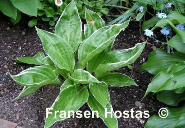 Hosta Gentle Spirit
