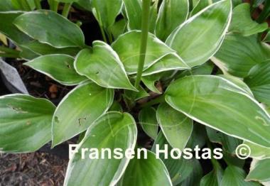 Hosta Gentle Spirit