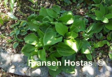 Hosta George Impler
