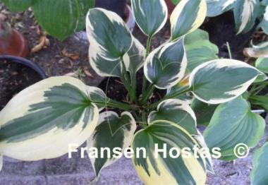 Hosta George M. Dallas
