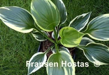 Hosta George M. Dallas