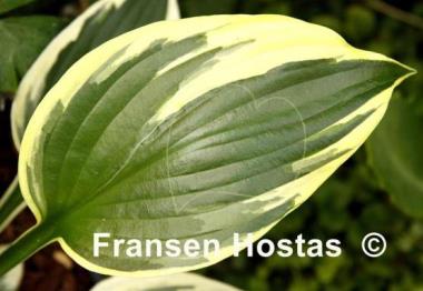 Hosta George M. Dallas