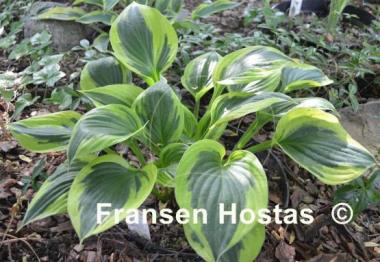 Hosta George M. Dallas