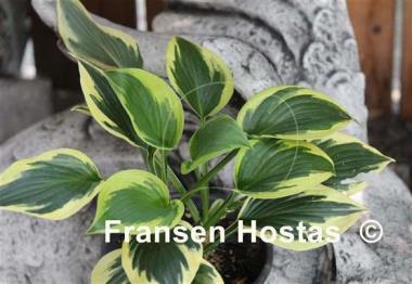 Hosta George M. Dallas