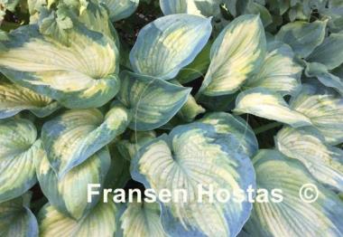 Hosta George Smith