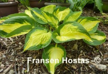 Hosta Georgia Sweetheart