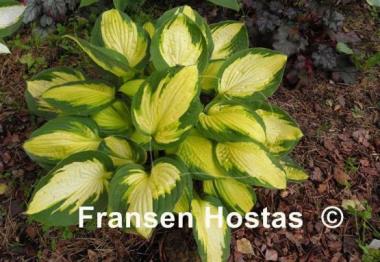 Hosta Georgia Sweetheart