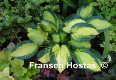 Hosta Georgia Sweetheart