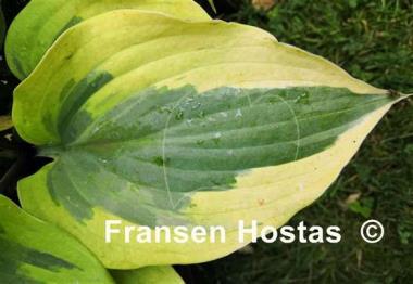 Hosta German Gemini