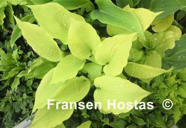 Hosta German Yellow Dragon