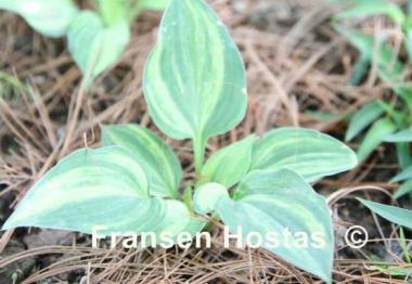 Hosta Gertie