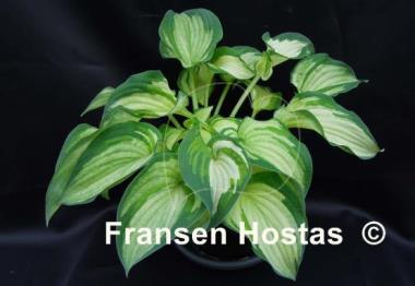 Hosta Ghost Spirit