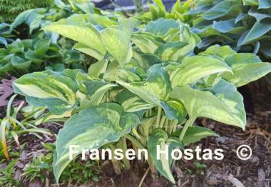 Hosta Ghost Spirit