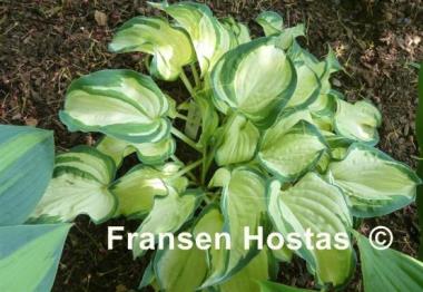 Hosta Ghostmaster