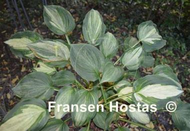 Hosta Ghostmaster
