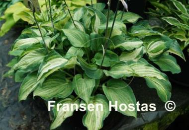Hosta Ghostmaster