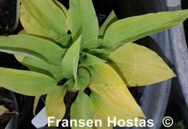 Hosta Giantland Mouse Cheese