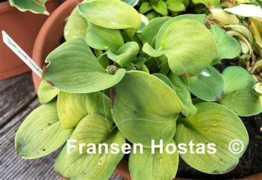 Hosta Giantland Mouse Cheese