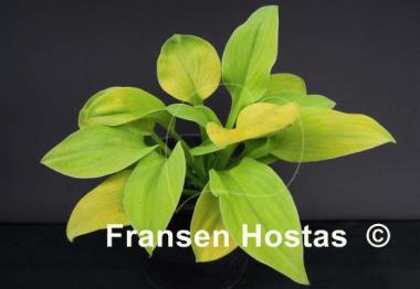 Hosta Giantland Mouse Cheese