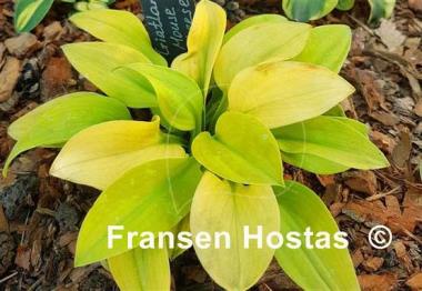 Hosta Giantland Mouse Cheese