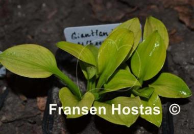 Hosta Giantland Mouse Cheese