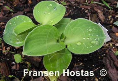 Hosta Giantland Sunny Mouse Ears