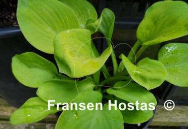 Hosta Giantland Sunny Mouse Ears