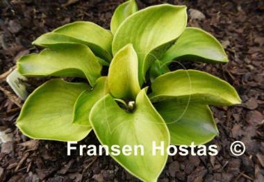 Hosta Giantland Sunny Mouse Ears