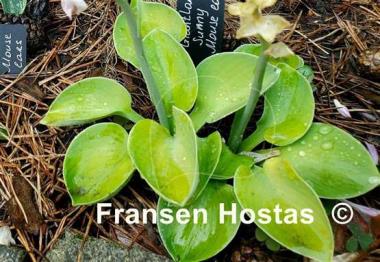 Hosta Giantland Sunny Mouse Ears