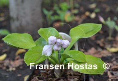 Hosta Giantland Sunny Mouse Ears