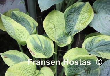 Hosta Gilded Cup