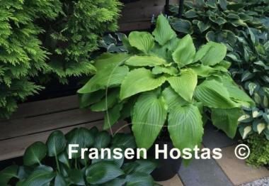 Hosta Gilt by Association