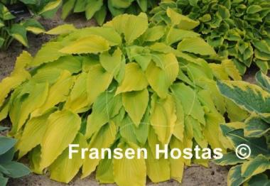 Hosta Gilt by Association