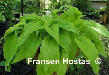Hosta Gilt by Association