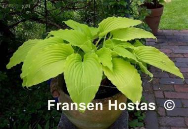 Hosta Gilt by Association