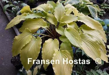 Hosta Gilt by Association