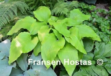 Hosta Gilt by Association