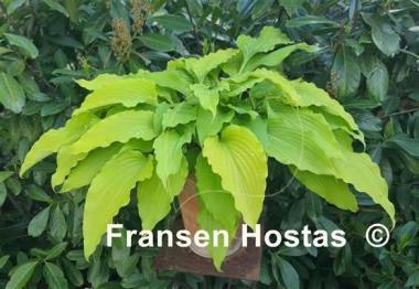 Hosta Gilt by Association
