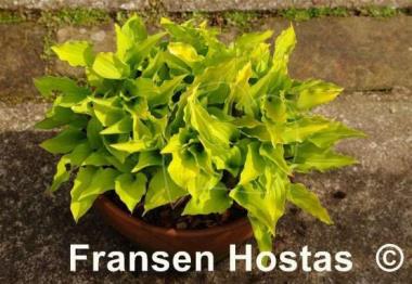 Hosta Gingee