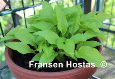 Hosta Gingee