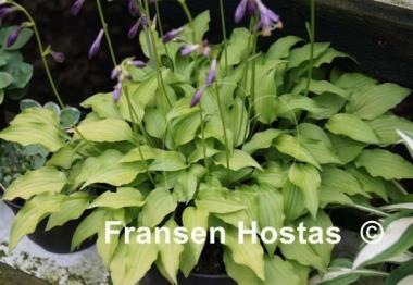 Hosta Gingee