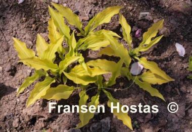 Hosta Gingee