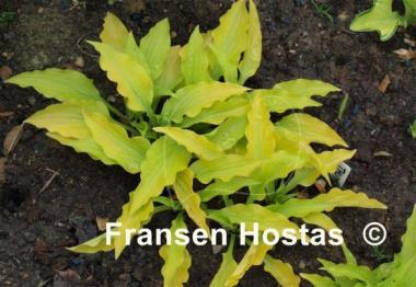 Hosta Gingee