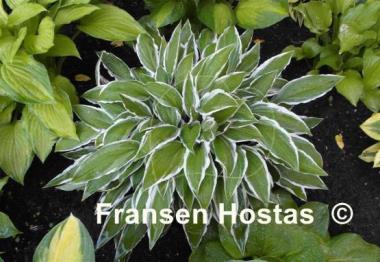 Hosta Ginko Craig